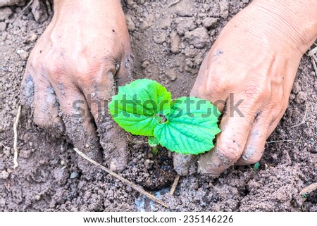 hand of farmers planting a gourd seedling