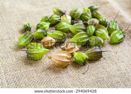 green ground cherry and brown ground cherry on sackcloth