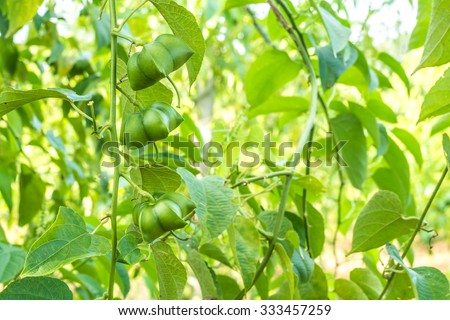 fresh capsule seeds fruit of sacha-Inchi peanut