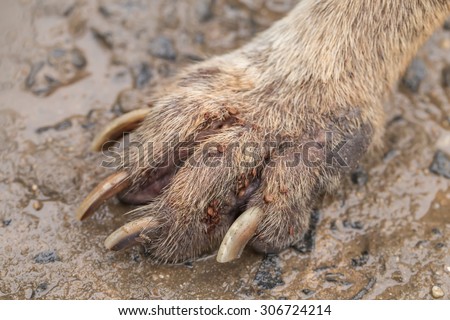 Closeup of adult ticks on dog foot
