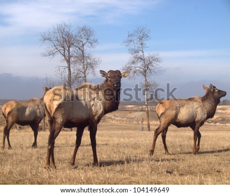 Wapiti Elk after shedding their antlers in the spring.  All 3 of these animals had theirs harvested / shorn on an Albertan elk farm