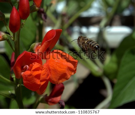 Western Honey Bee in flight towards an orange garden Sweet Pea flower.  These are the same species as the European Honey Bee, Apis mellifera.  Some call them Worker Bees.
