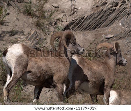 Pair of Bighorn Mountain Sheep rams (Ovis canadensis) in the Bow Valley, east of Banff of Alberta