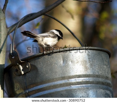 Black Capped Chickadee looks back from bucket rim, as if to say \