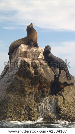 Male & female Sea Lions, which are California Seals seen on the southern most point of Land\'s End at the tip of the Baja in Mexico.