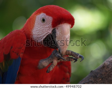 Scarlet Macaw (Ara macao) with his foot in his mouth
