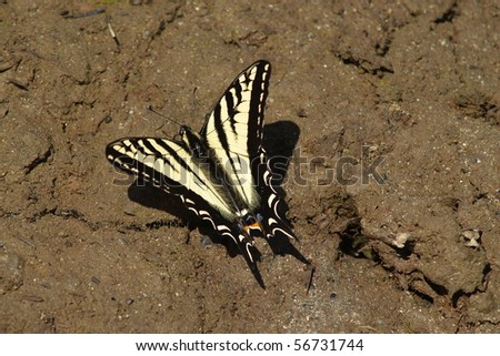 Western Tiger Swallowtail Butterfly on a tidal flat mud bank, Vancouver Island, Canada.  Latin Name: Papilio rutulus