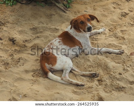 A skinny mongrel dog near an isolated Ngobe Bugle (aka Guaymi) Indigenous settlement on the mainland south of Bocas del Toro.