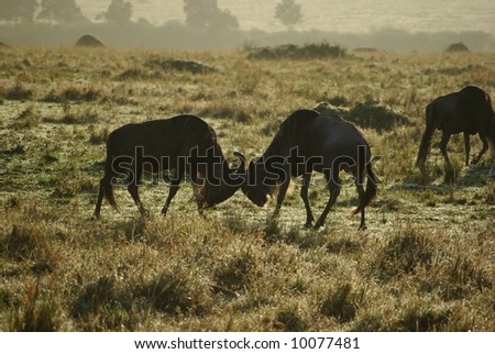Fighting wild beasts, Kenya