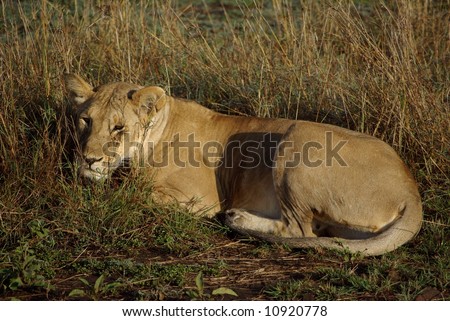 Lioness resting in the sun spotted during a safari in masai mara park Kenya