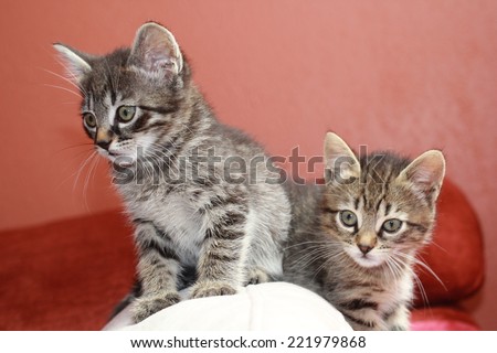 Two tabby kittens playing with a curious look, with a pink background .