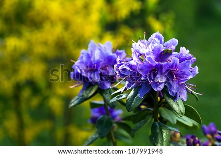 Rhododendrons begin to bloom in the garden