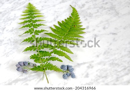 Fern leaves with blue berries on a marble table