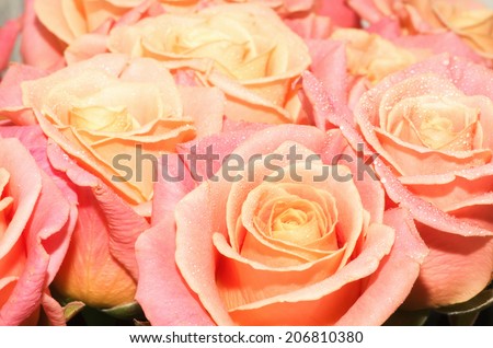 pink natural roses background