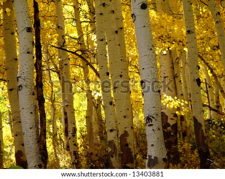 Aspen Tree Trunk