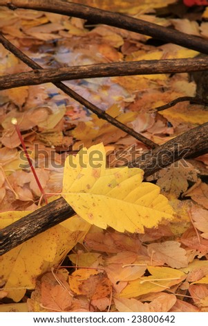 Isolated fall leaf