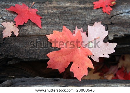 Isolated fall maple leaves