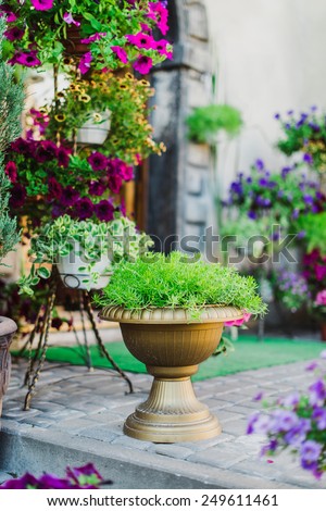 big pot with green plants