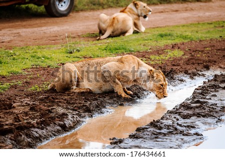 Close-up of lioness drinking water; Panthera Leo ,near the safari car
