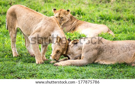 Lioness say Hi by put her head to her companied.