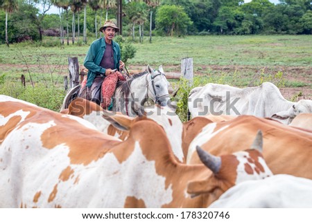 Mato Grosso do Sul, Brazil - DECEMBER11:The cowboy riding horse ,control cows coming back home in the evening at Pantanal  December 11, 2013 in Mato Grosso do Sul, Brazil