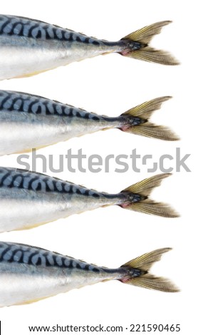 mackerel fish tales isolated