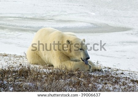 Polar bear licking paw in Canadian Arctic
