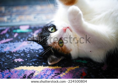 Fat calico cat with a sad face in a closeup view indoor.
