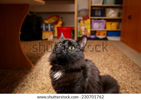 A female black cat playing indoor and showing her curiosity