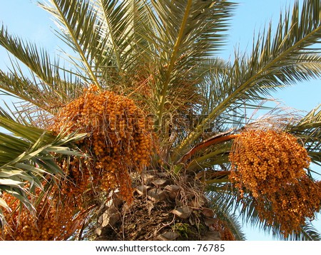 dates palm. stock photo : date palm shot