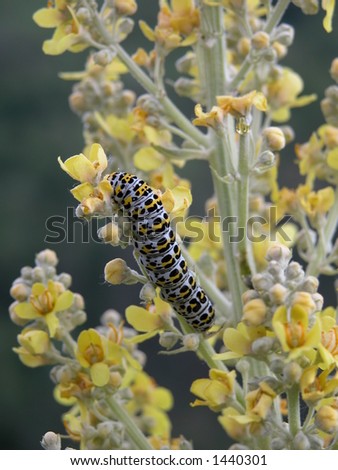Black yellow and grey caterpillar eating a plant with flowers