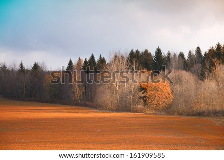 Autumn landscape. Sunny day. Gold field