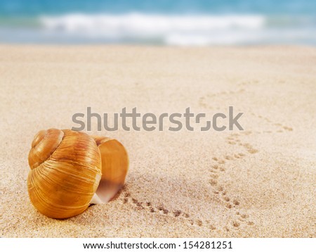 Shell on the sand beach. Home sweet home. Traveling away from home.