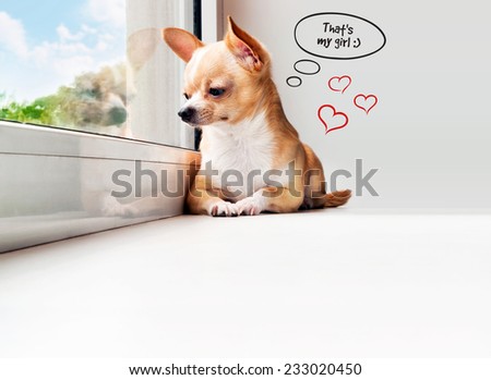 Cute chihuahua looking out the window. Speech bubble with hearts. Small dog waiting.