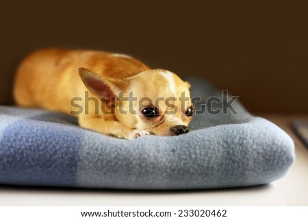 Chihuahua lying on blanket. Small dog falls asleep. Alone home. Friendly mini dog.