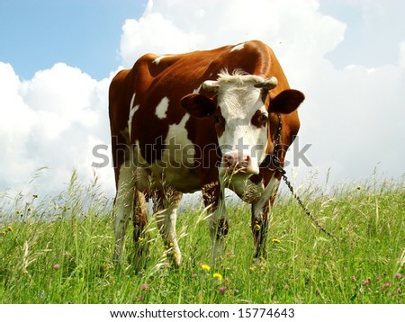 A  brown milk cow with a bright blue sky at the background milk cow with a bright blue sky at the background