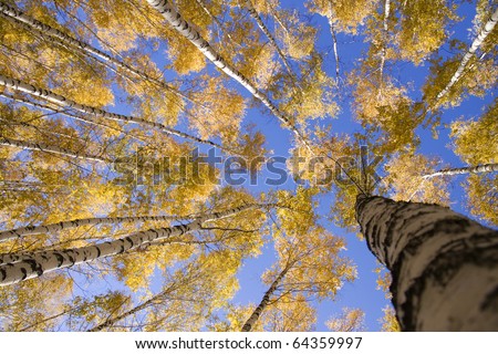 Autumn landscape forest yellow aspen trees birches
