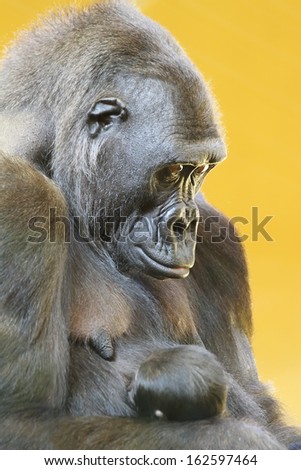 Gorilla with her young portrait