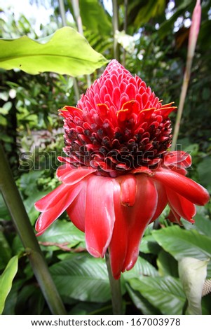 Red flower of etlingera elatior in Hawaii botanical garden