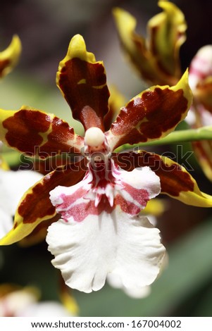 Orchid flower in Hawaii botanical garden