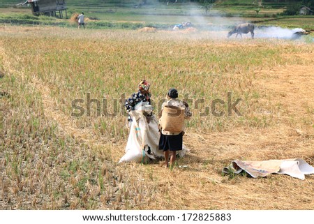 SULAWESI, INDONESIA - SEPTEMBER 10: Unidentified people working in rice fields on September 10, 2009 in regency known as Tana Toraja. TTana Toraja is home of Torajan minority ethnic group.