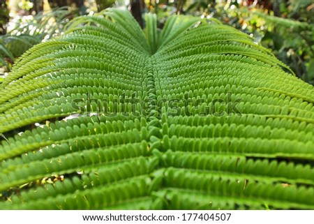 Close-up of fern leaf in Big island forest, Hawaii