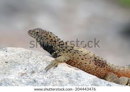 Galapagos Lava Lizard (Microlophus albemarlensis) in La Espanola island, Galapagos, Ecuador