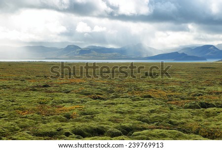 Moss plains near Pingvellir national park in Iceland