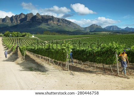 WELLINGTON, SOUTH AFRICA - DECEMBER 4: black people working in the vineyards on December 4, 2014 in Wellington, South Africa
