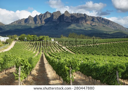 Vineyards landscape near Wellington, South Africa