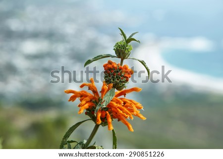 Leonotis leonurus flower in Lions head, Camps bay beach at background, South Africa