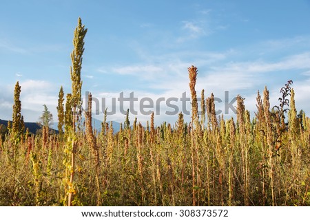 Quinoa plantation (Chenopodium quinoa) near Cachi, northern Argentina