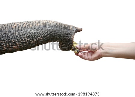 elephant trunk and body part on white background, feed the animal