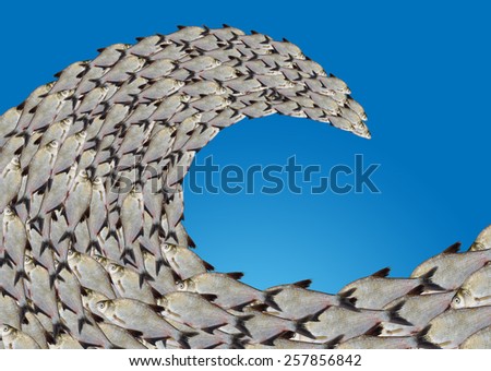 Massive school of fish curved like a wave